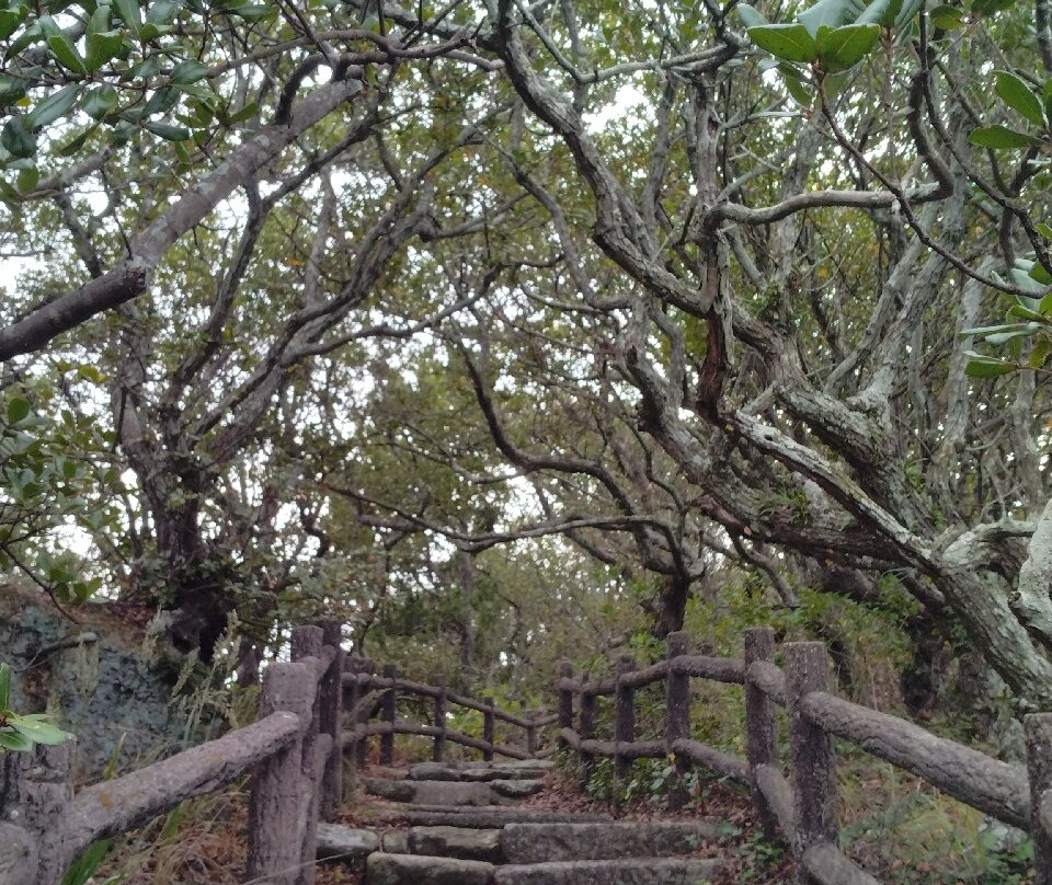 Morozaki Hazu Cape (Hazu Jinja Shrine)-南知多町必去景点