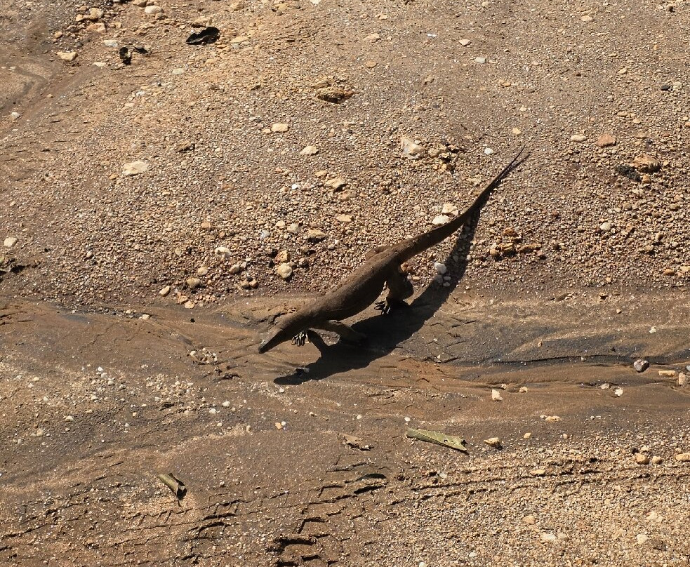 Udawalawe Safari Tours-乌达瓦拉维国家公园必去景点