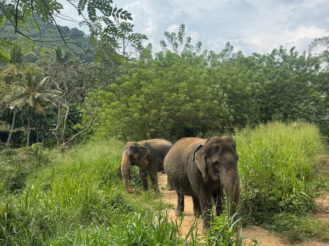 Elephant Freedom Project-凯格勒 必去景点