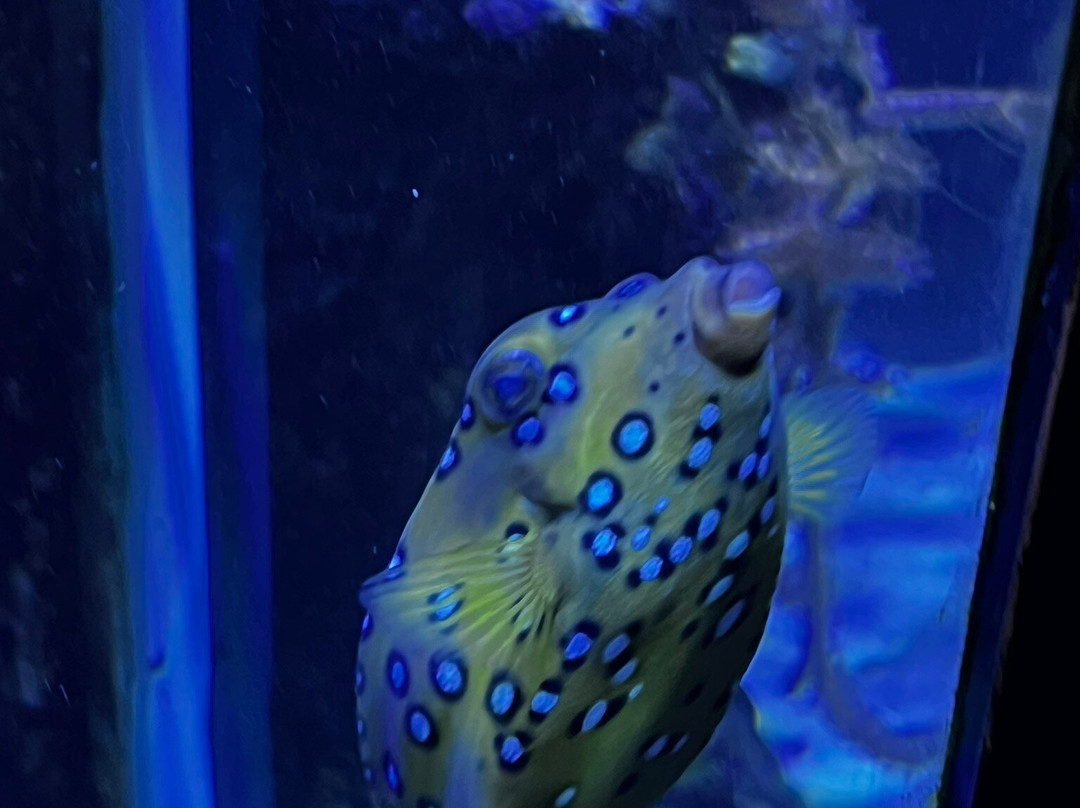 Aquarium de la Réunion-圣吉尔莱班必去景点