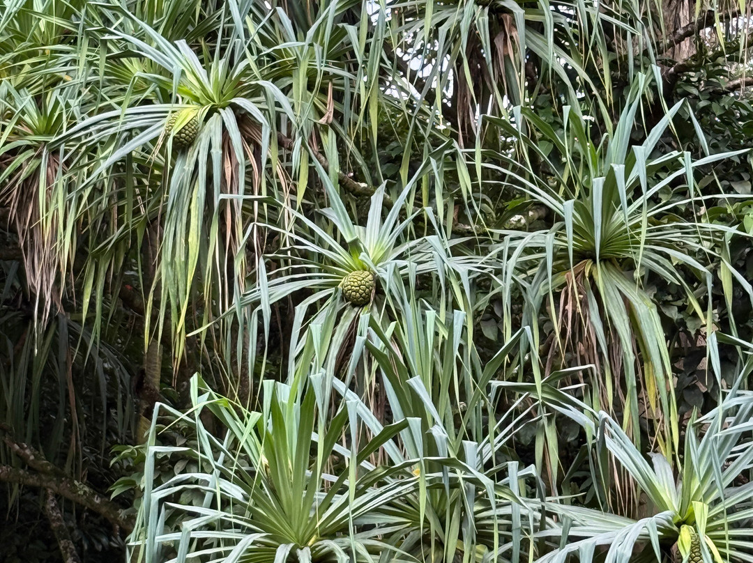 火玛卢霞植物园-卡内奥赫必去景点