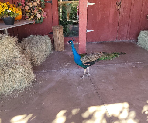 Caverns of Sonora-Sonora必去景点