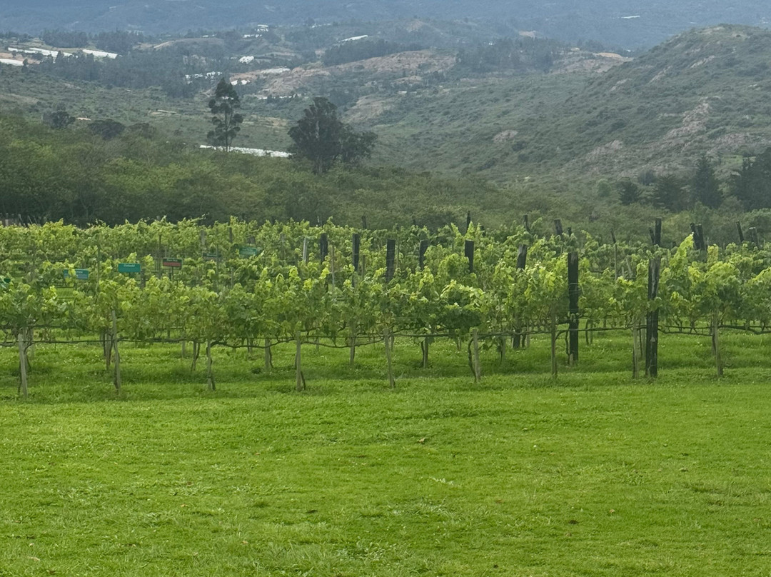 Viñedo Ain Karim-莱瓦镇必去景点