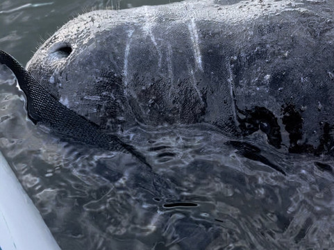 Kayaking SRQ Tours and Rentals-萨拉索塔必去景点