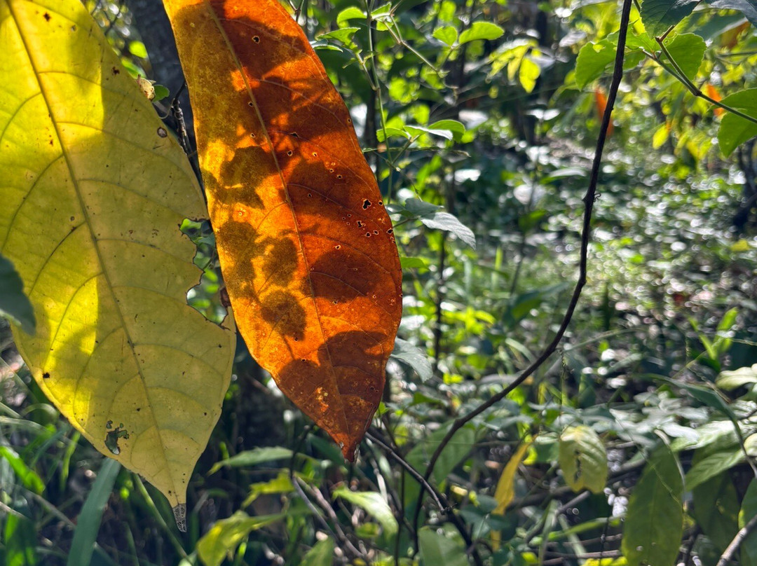 Muoi Cuong Cocoa Farm-芹苴必去景点