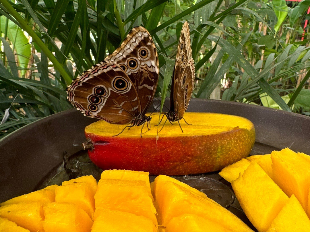 贝纳尔马德纳蝴蝶公园-班纳玛德纳必去景点