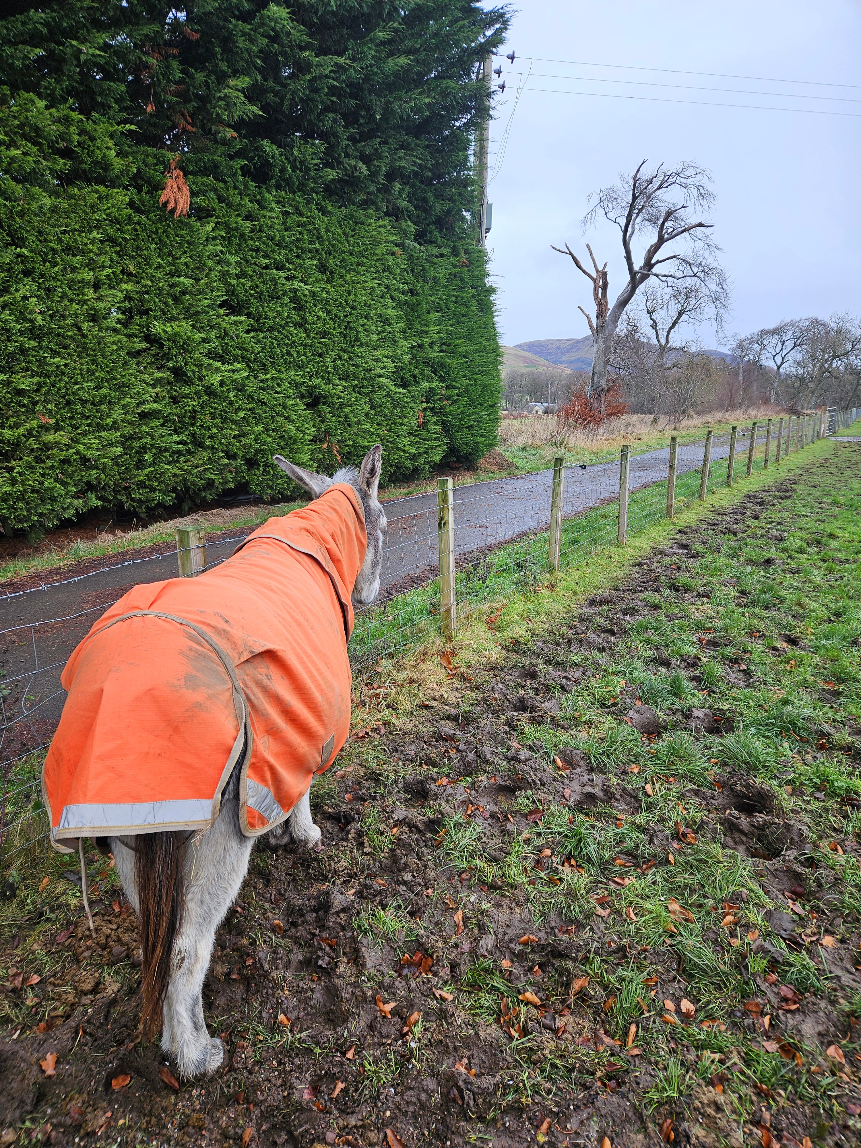 Peggyslea Farm-官方