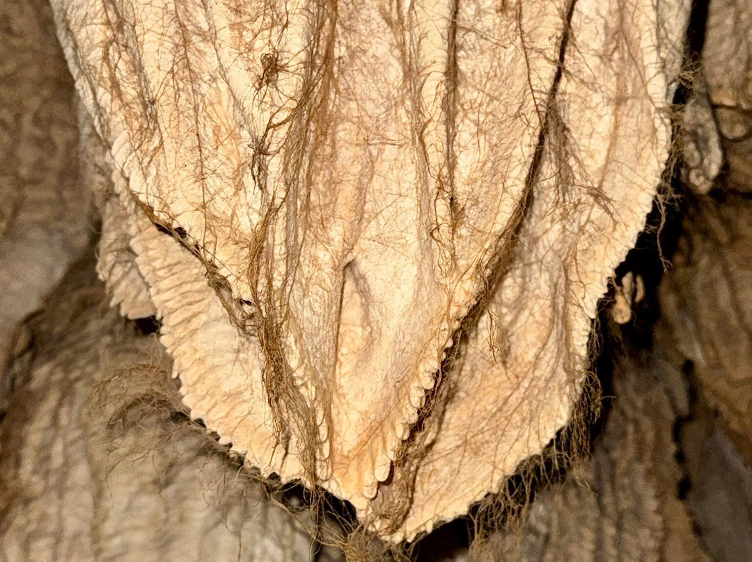 Cayman Crystal Caves-大开曼岛必去景点