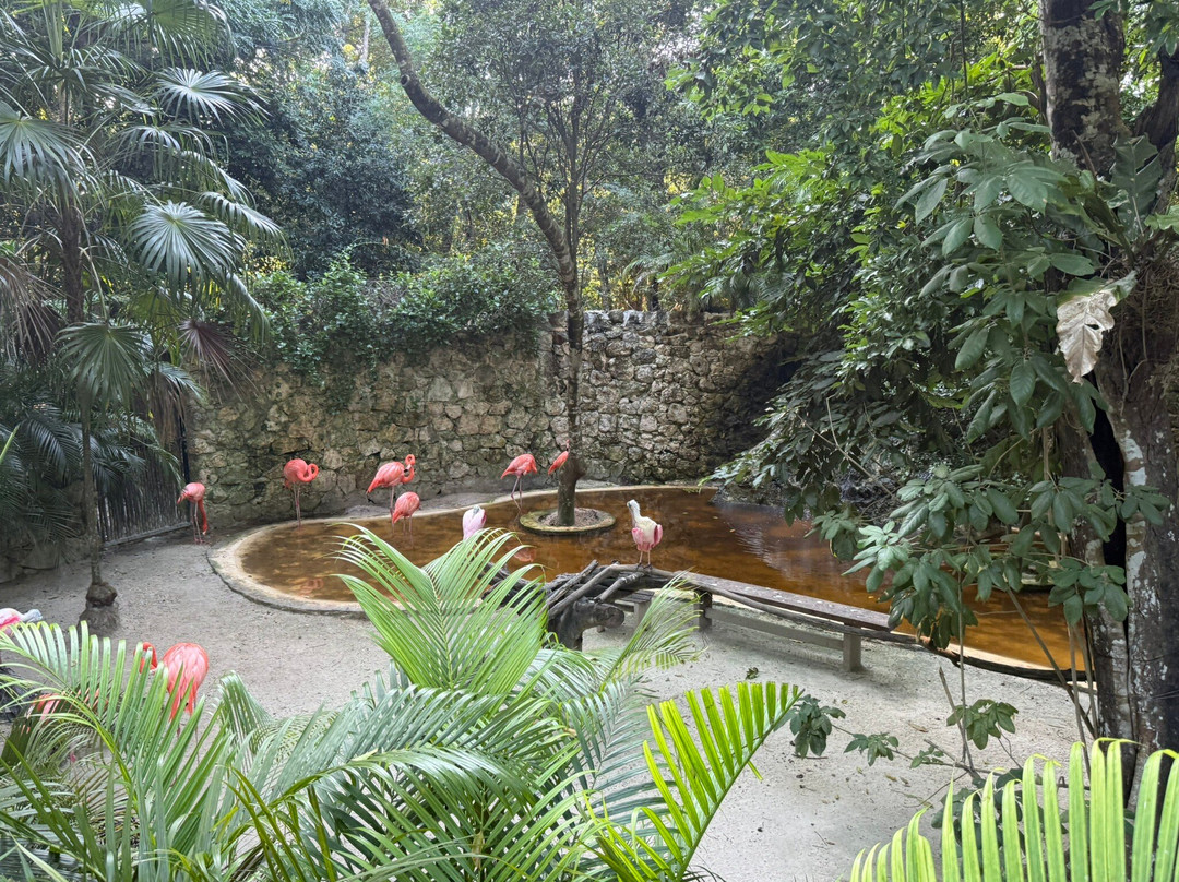 Akumal Monkey Sanctuary & Rescued Animals-艾库玛尔必去景点