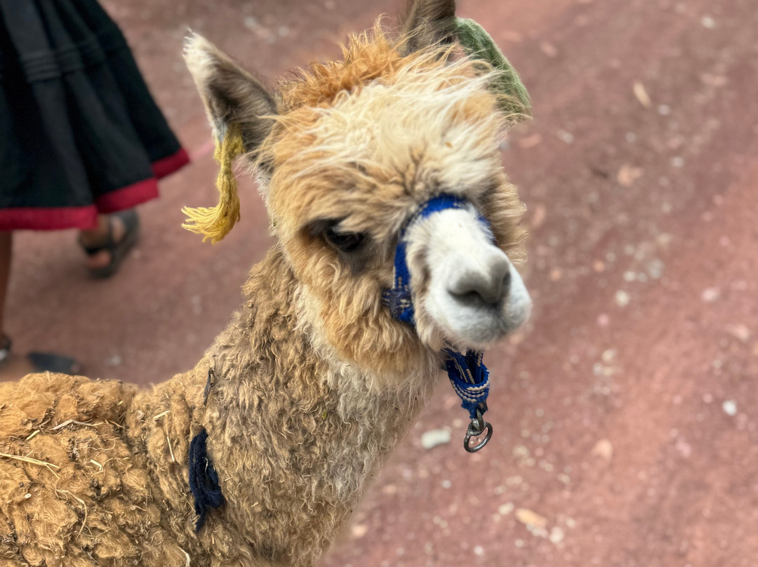 Mountain Gods Peru - Day Tours-库斯科必去景点