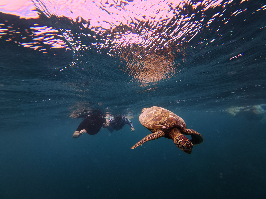 Go Local Cook Islands-堤堤卡维加必去景点