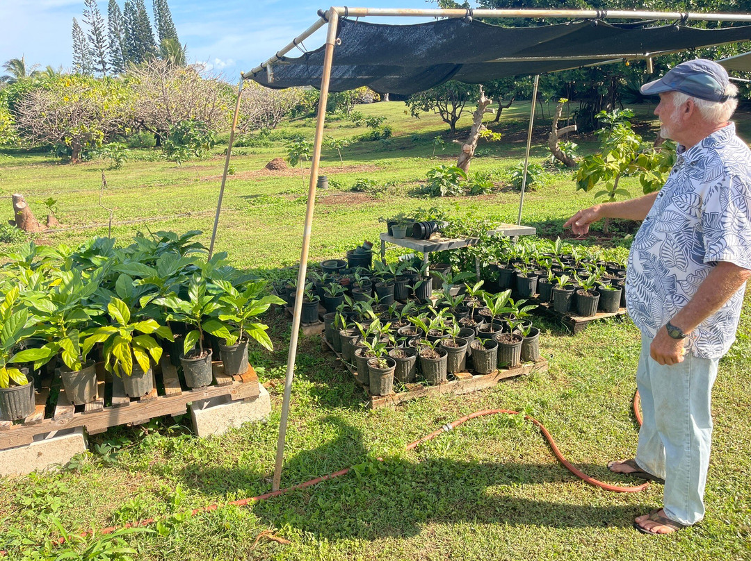 Hawaiian Organic Noni-基拉韦厄必去景点