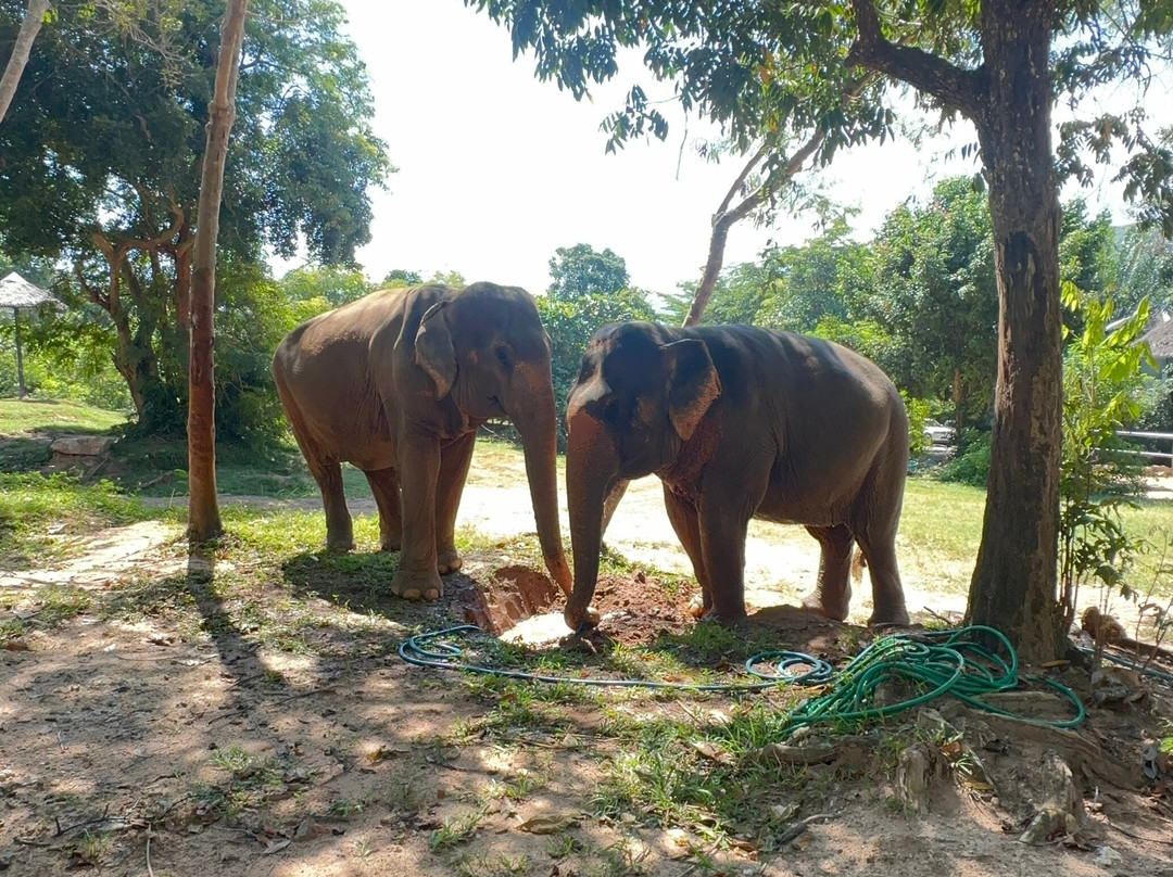 Samui Elephant Sanctuary-波普特必去景点