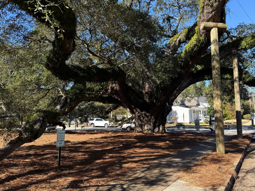 Thomasville's Historic Big Oak-Thomasville必去景点