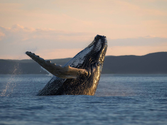Souvenirs du large - Boutique souvenir et Galerie d'art-Les Bergeronnes必去景点