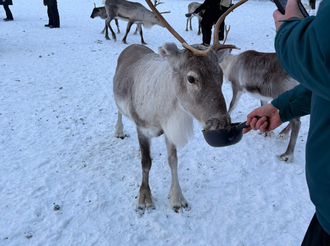Jaakkola Reindeer Farm-Luosto必去景点