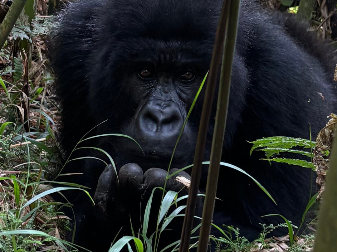 Rwanda Gorilla Trek - Day Tours-Huye必去景点