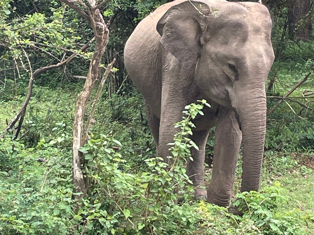 Jetwings Lanka Tours-Delgoda必去景点