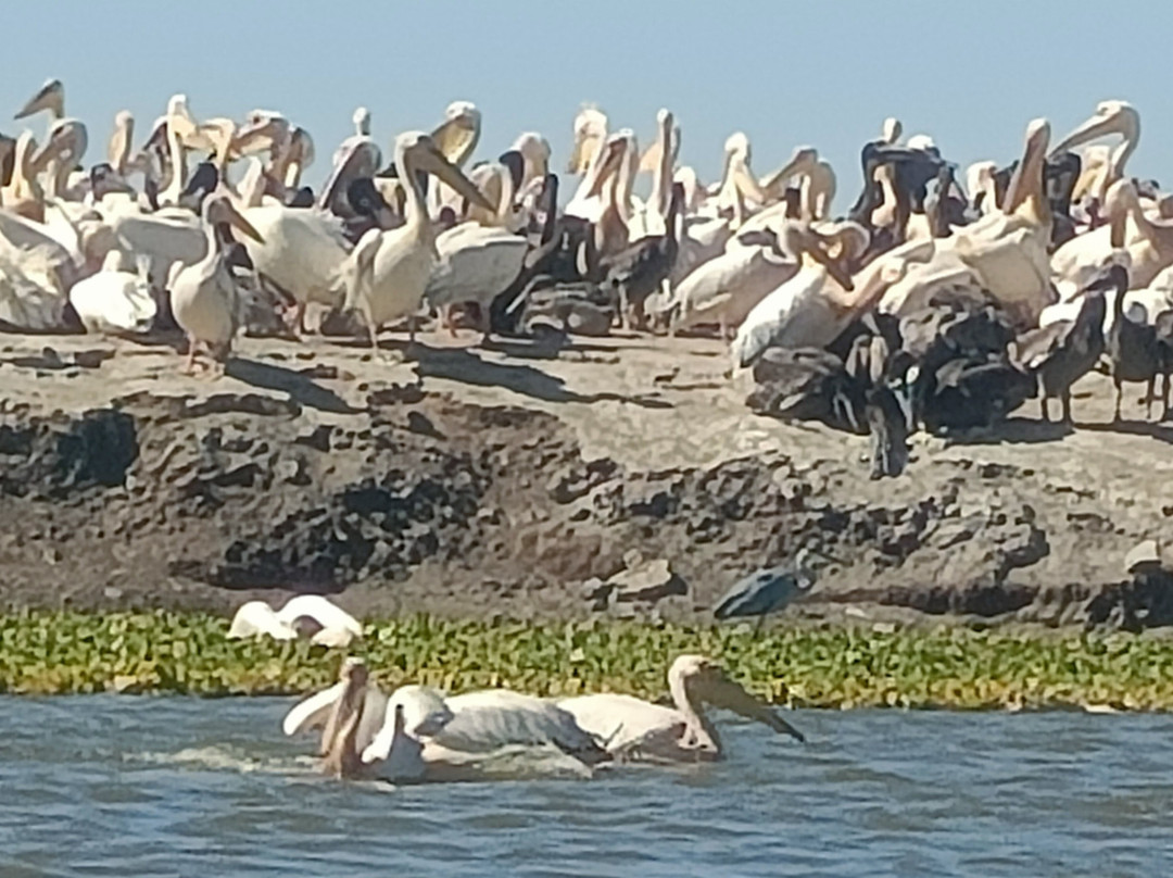 朱吉鸟类保护区-圣路易必去景点