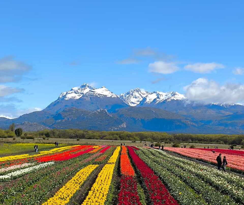 Campo De Tulipanes-Trevelin必去景点
