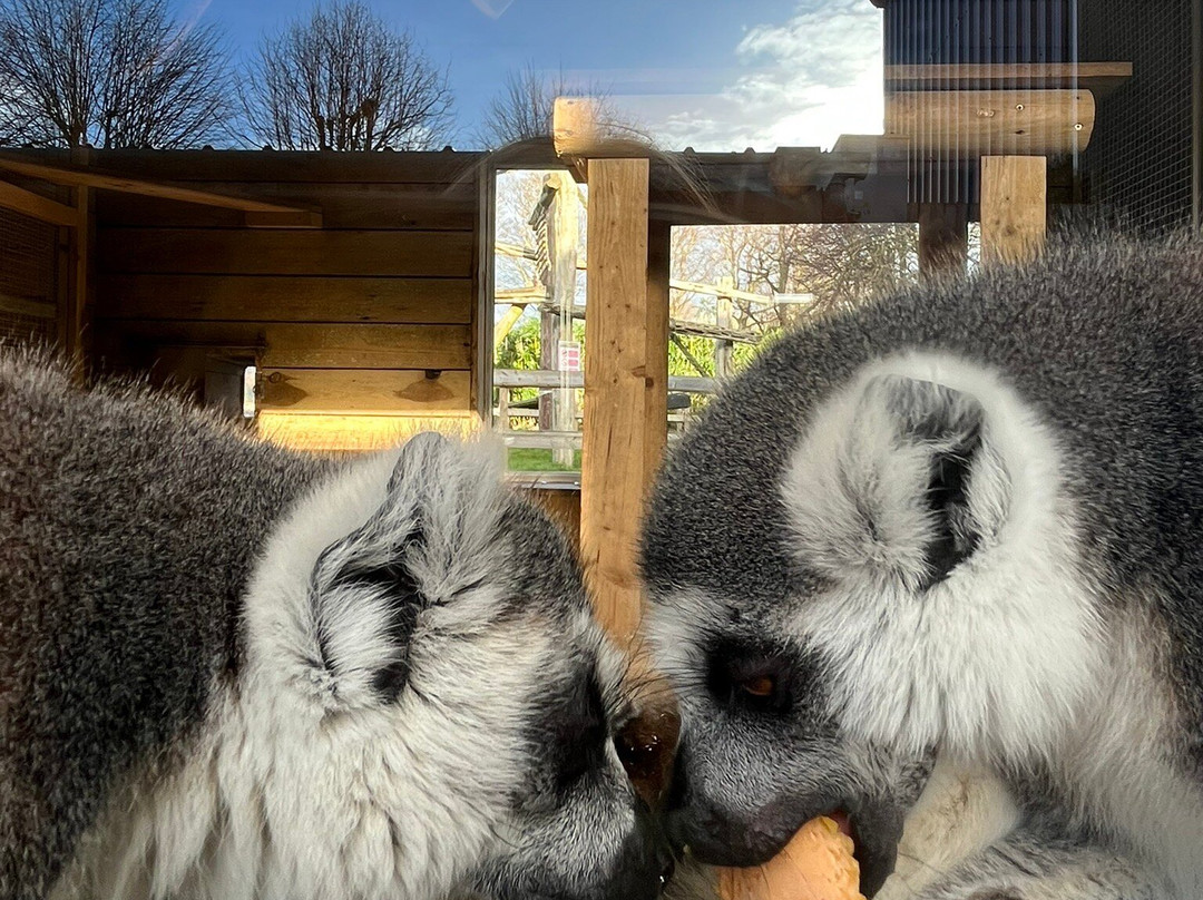 Wingham Wildlife Park-Wingham必去景点