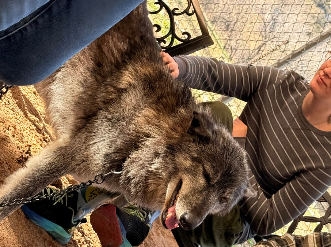 Sedona Wolf Sanctuary-Rimrock必去景点