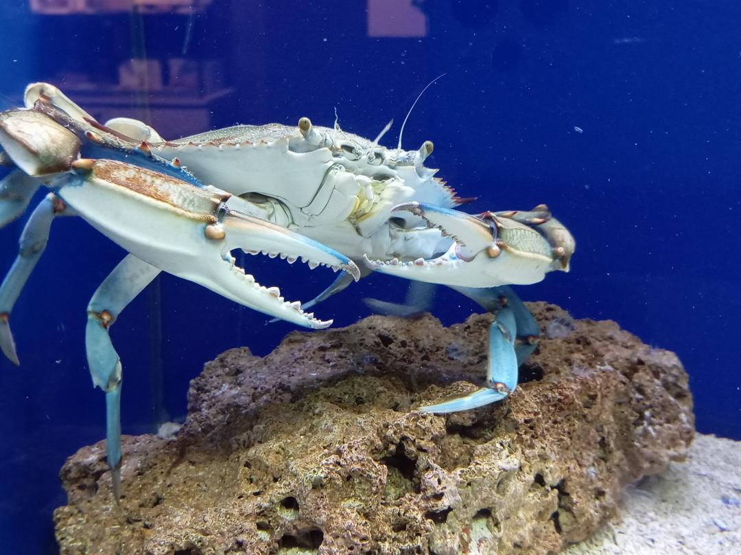 Acquario Del Salento-Santa Maria al Bagno必去景点