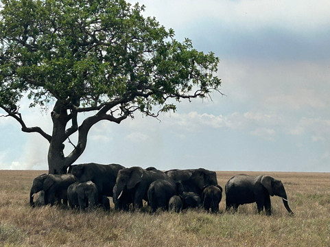 Tanzania Wildcats Safaris-阿鲁沙必去景点