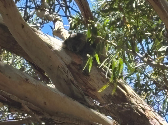 Port Stephens Koala Sanctuary-One Mile必去景点