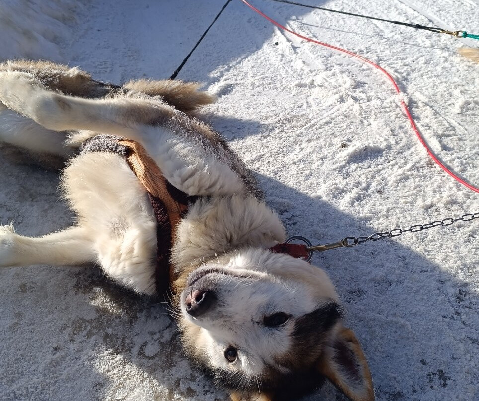 Centro Italiano Sleddog Husky Village-Valdidentro必去景点