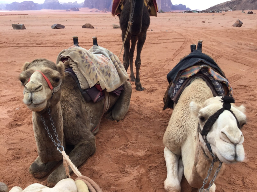 yes jordan tours-安曼必去景点