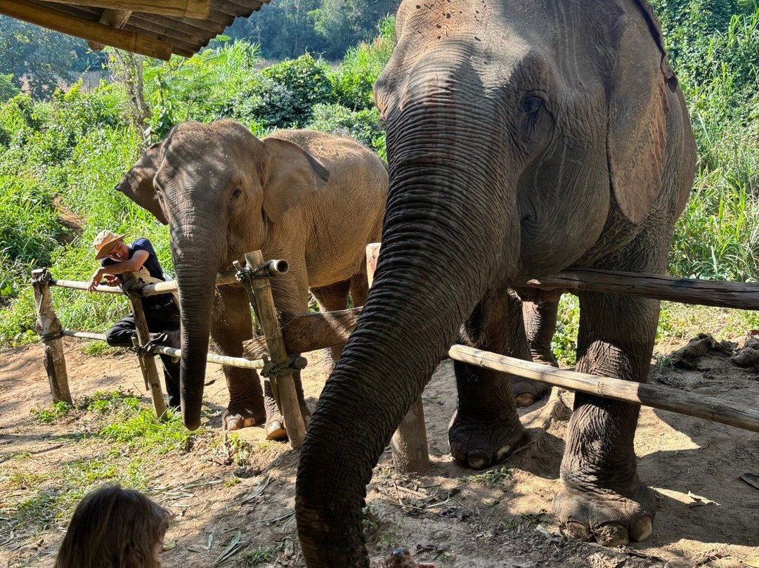 Elephant Sanctuary Care Park-清迈必去景点
