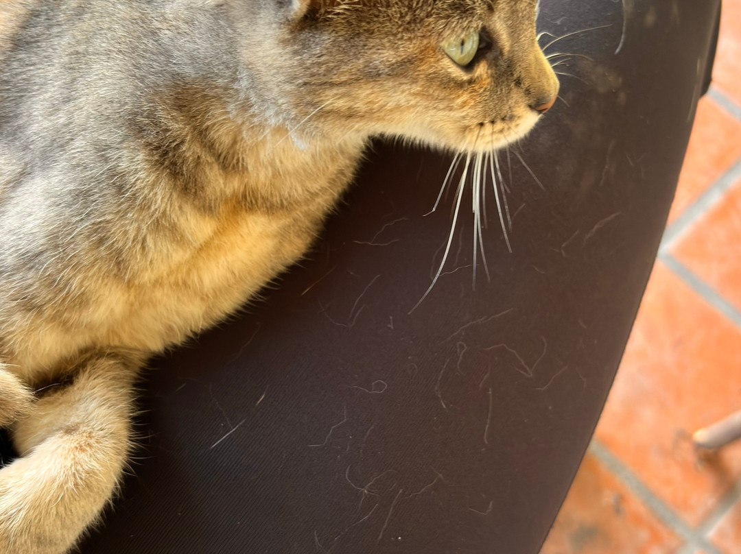 Cabalgatas Gauchas-萨尔塔必去景点