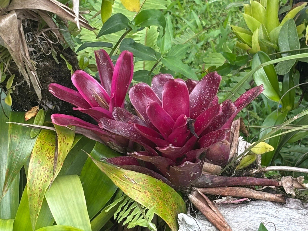 Domaine d'Emeraude-Le Morne-Rouge必去景点