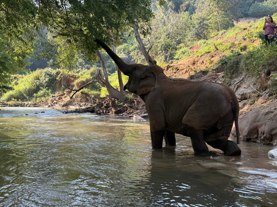 Elephant Sanctuary Care Park-清迈必去景点