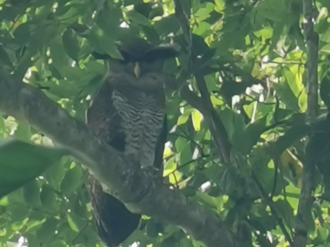 Menjangan Tour Snorkeling & Diving-Pejarakan必去景点