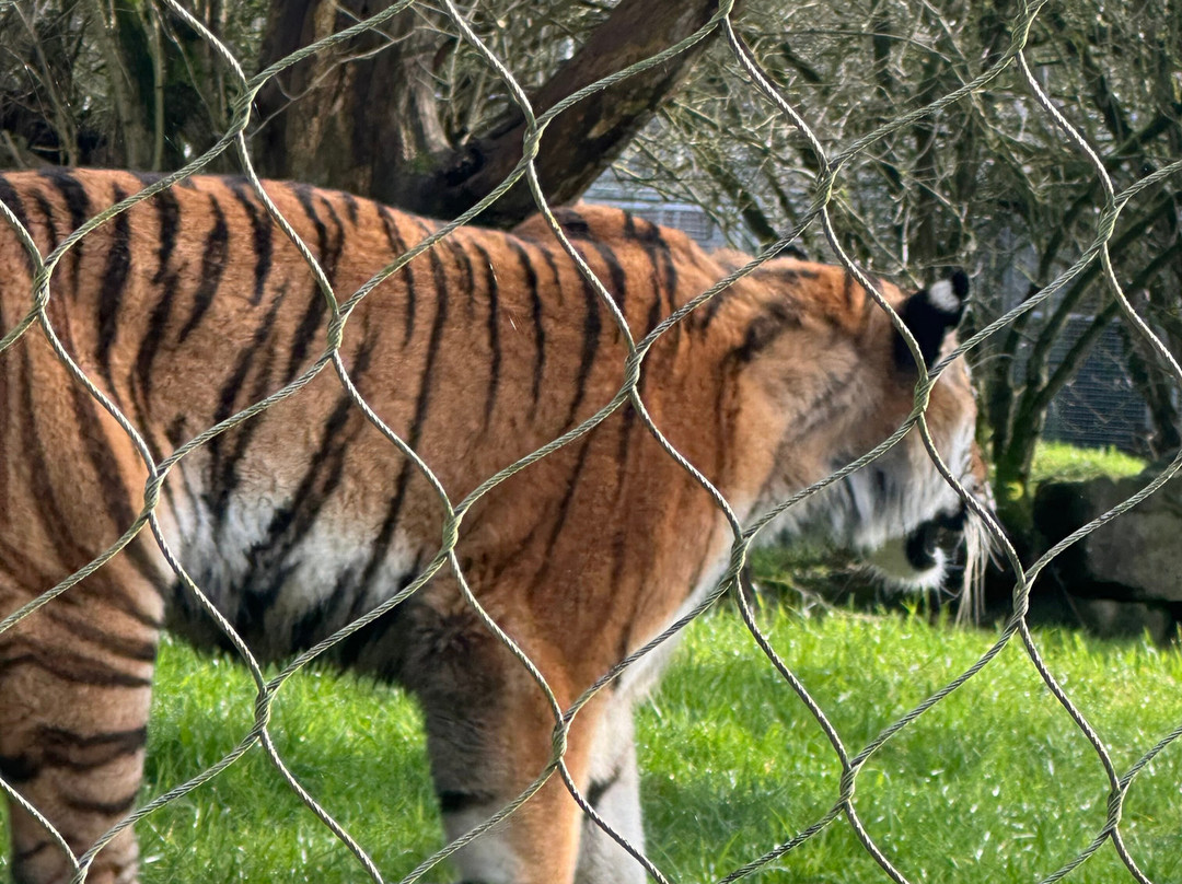 Marwell Zoo-温彻斯特必去景点