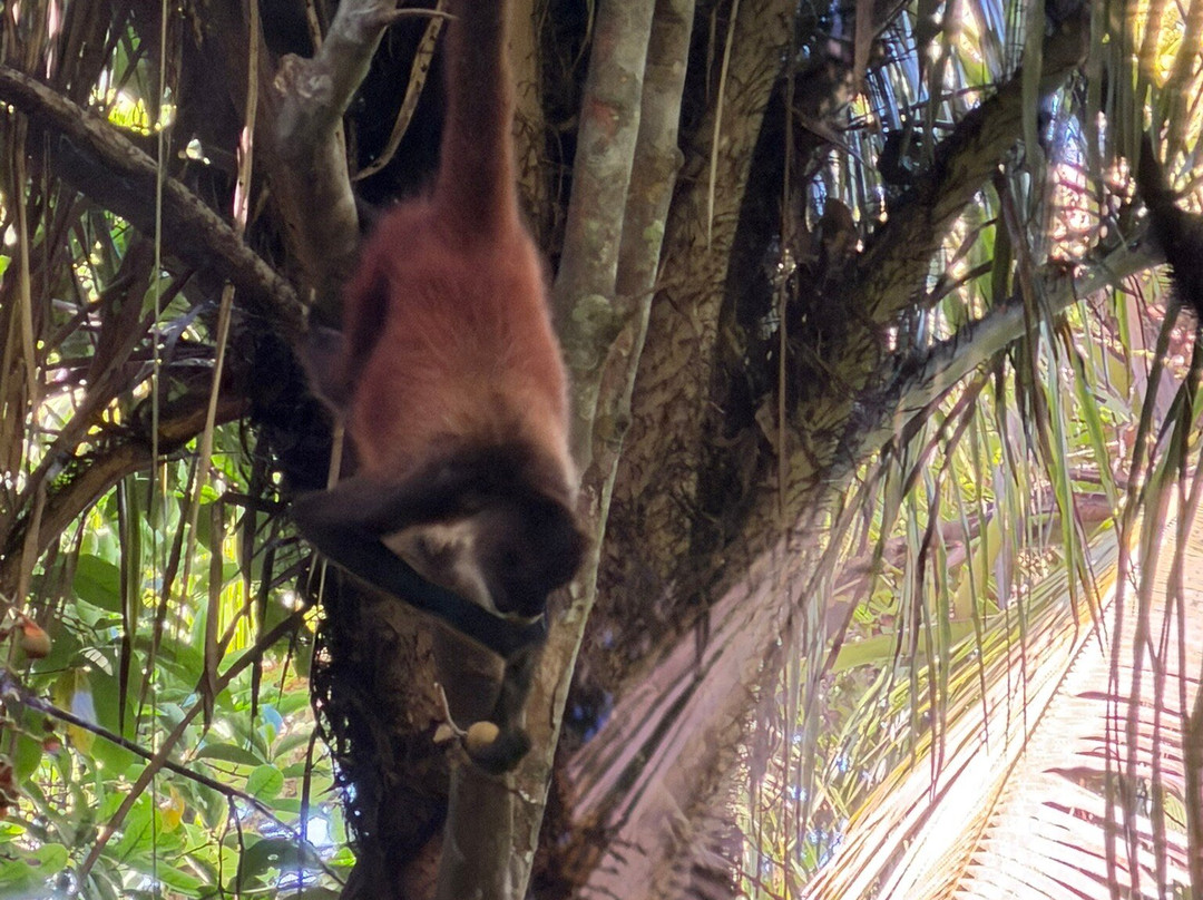 Osa Green Travel-希门尼斯港必去景点
