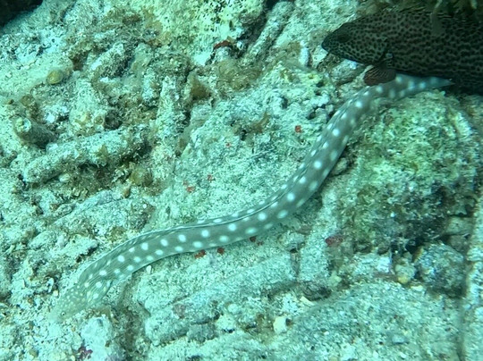 Fundiving Curacao-威廉斯塔德必去景点