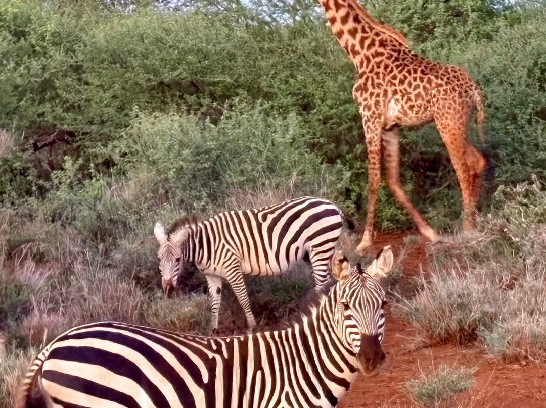 Meektrails Safaris-内罗毕必去景点