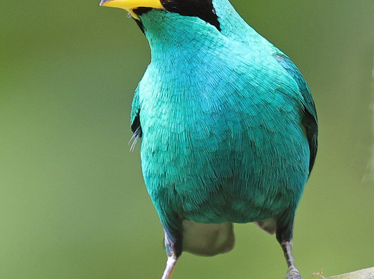 Ecuador Birds Tours-基多必去景点