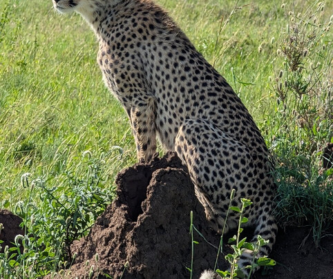 Shidolya Tours and Safari-阿鲁沙必去景点
