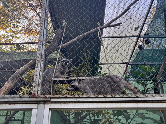 Rescue Center Costa Rica-阿拉辉拉必去景点