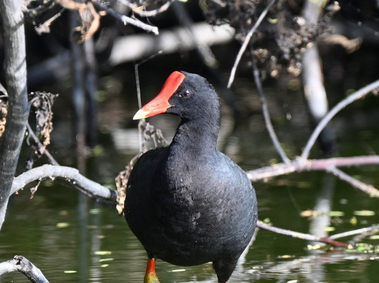 Hawaii Bird Tours-瓦胡岛必去景点