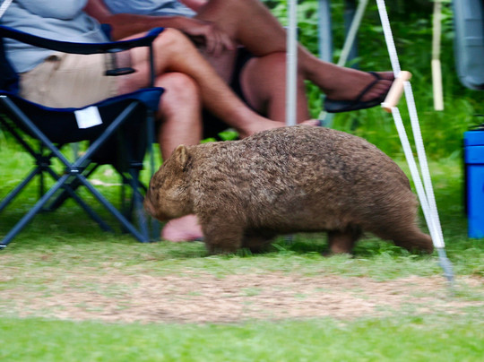 Bendeela Camping and Picnic Area-袋鼠谷必去景点