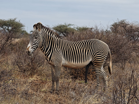Itals Safaris-内罗毕必去景点