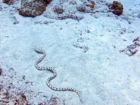 Diving World-大湾必去景点