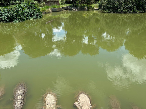 Croc Farm-安塔那那利佛必去景点
