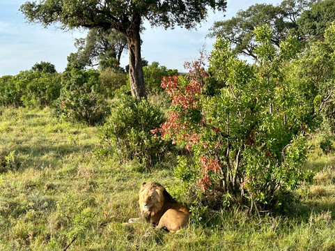 Antonio Safaris-Karen必去景点