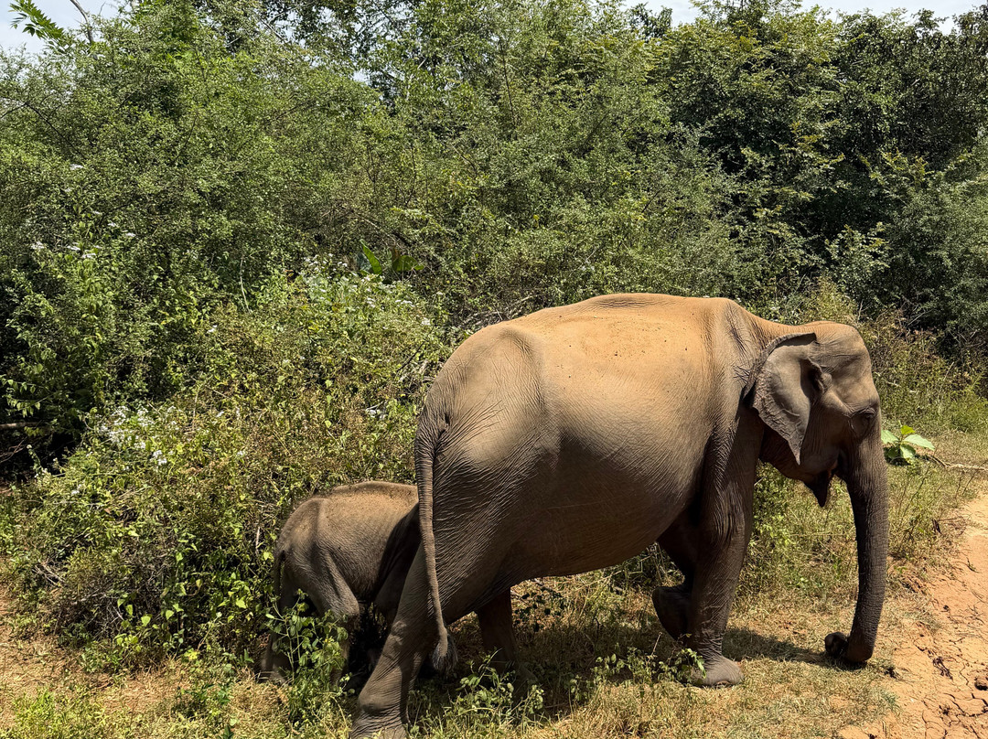 Udawalawe Safari Lodge-Sevanagala必去景点